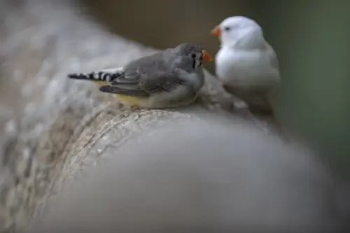 Birds Finches Breeding
