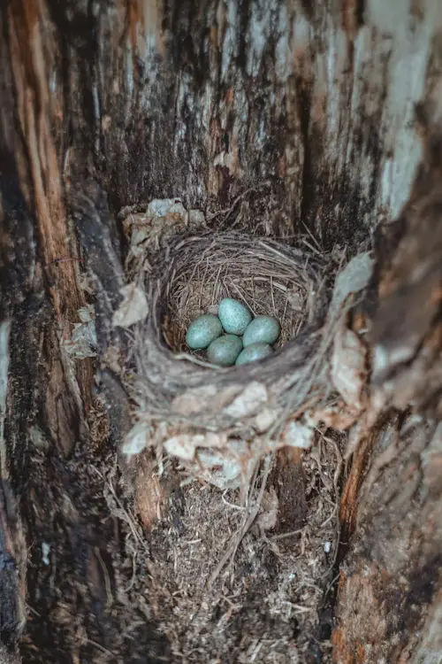 Blue Speckled Bird Eggs