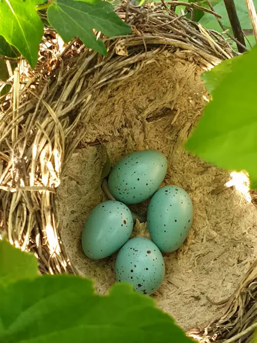 Blue Speckled Bird Eggs