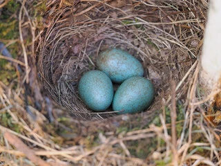 Blue Speckled Bird Eggs
