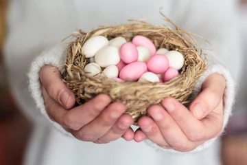 Can Birds Eat Eggs