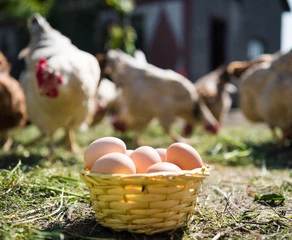Can Birds Eat Eggs