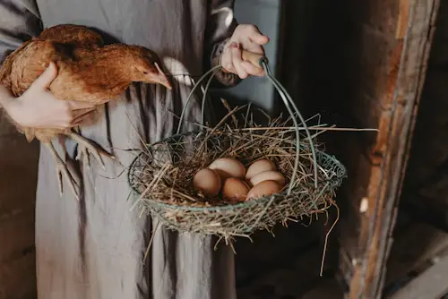 Can Birds Eat Eggs