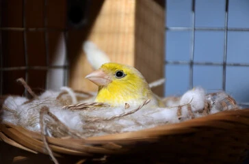 Canary Bird Breeding Cages