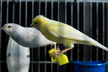 Canary Bird Breeding Cages