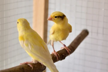 Canary Bird Breeding Cages