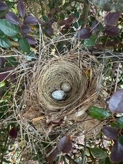 Cardinal bird eggs