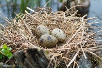 Cardinal bird eggs