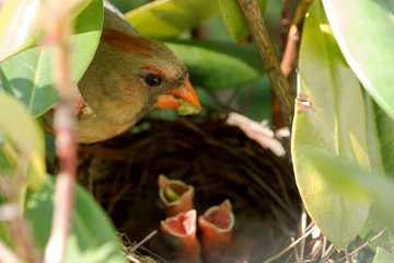 Cardinal bird eggs