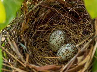 Cardinal bird eggs