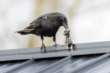 Do Crows Eat Other Birds