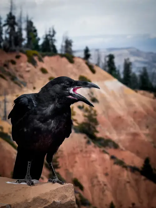 Do Crows Eat Other Birds