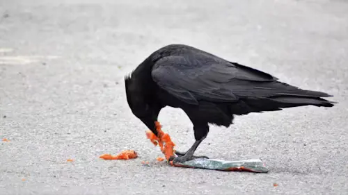 Do Crows Eat Other Birds