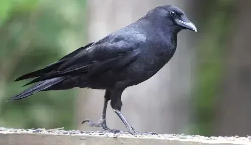 Do Crows Eat Other Birds