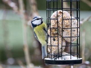 Eating Bird Food Protein Balls