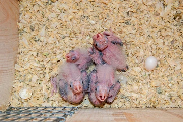 How to Take Care of a Bird Egg