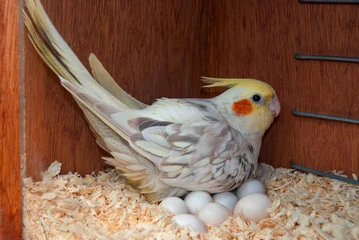 How to Take Care of a Bird Egg