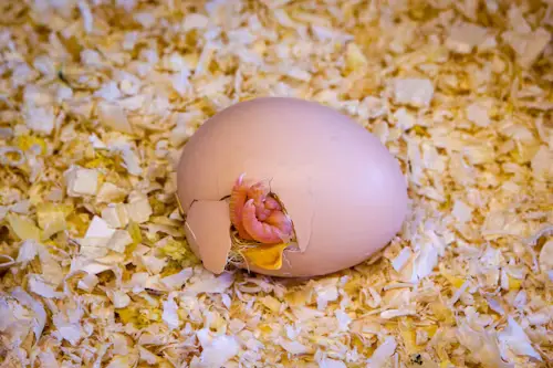 How to Take Care of a Bird Egg