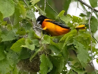 Baltimore Oriole Bird Nest