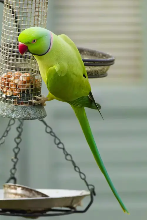 Parakeet Parrot