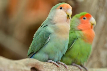 Parakeet Parrot
