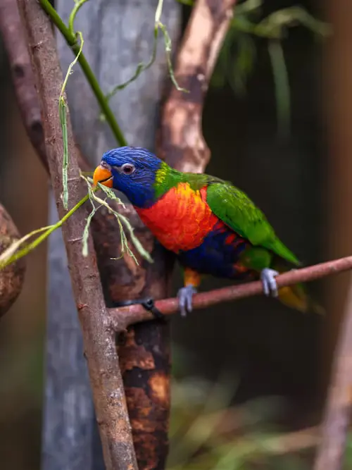 Parakeet Parrot
