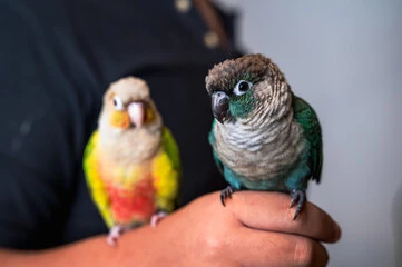 Pet Bird Breeds