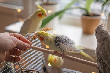 Pet Bird Breeds