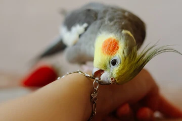 Pet Bird Breeds