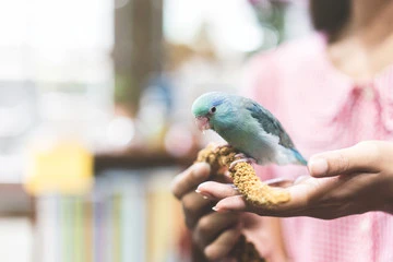 Pet Bird Breeds