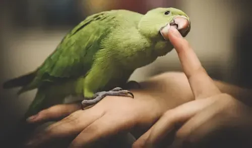 Petting Parakeet