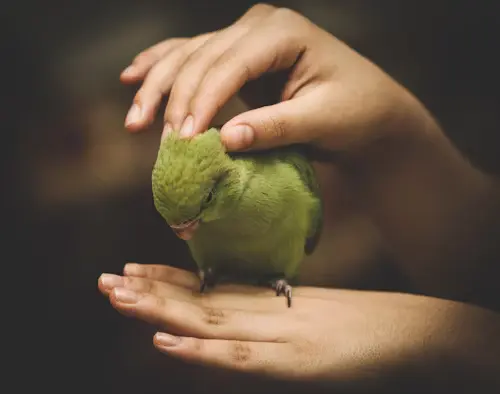 Petting Parakeet