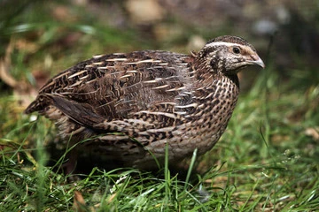 Quail Bird Breeding