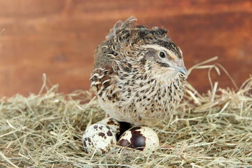 Quail Bird Breeding