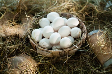 White Bird Eggs 