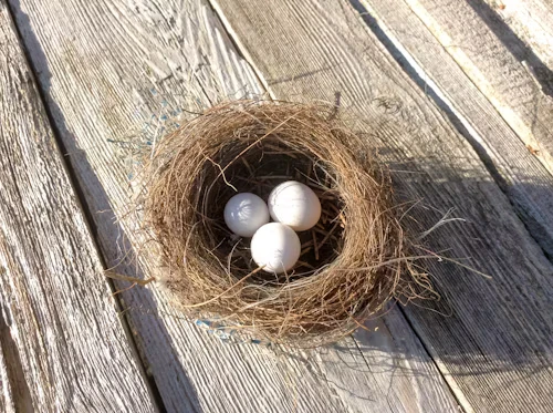 White Bird Eggs 