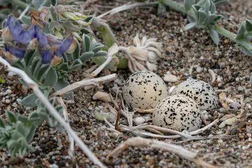 White and Brown Spotted Bird Eggs
