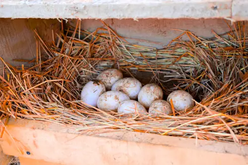 White and Brown Spotted Bird Eggs