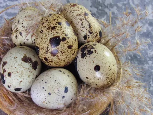 White and Brown Spotted Bird Eggs