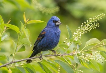 Blue Colored Birds