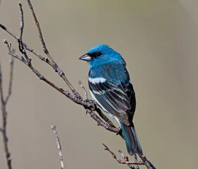 Blue Colored Birds