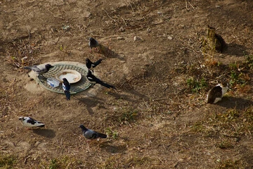 Can Birds Eat Cat Food