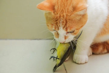 Can Birds Eat Cat Food