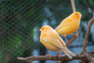 Canary Bird Colors