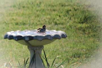 Concrete Bird Bath