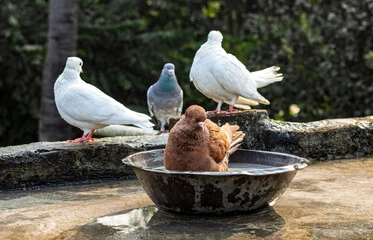 Copper Bird Bath