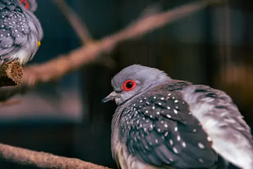 Dove Birds for Sale: How to Find the Best Breeders