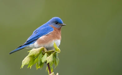 Blue Colored Birds