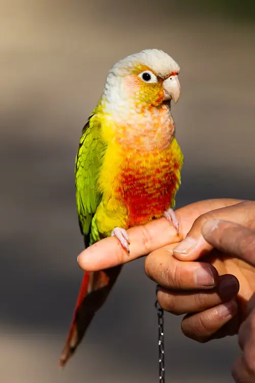 How to Train a Parrot to Talk