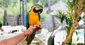 How to Train a Parrot to Talk